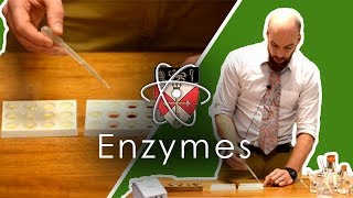 Enzymes  GCSE Science Required Practical [upl. by Erasmus680]