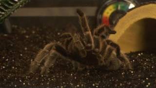 How To Take Care Of Tarantulas [upl. by Eltsyrhc]