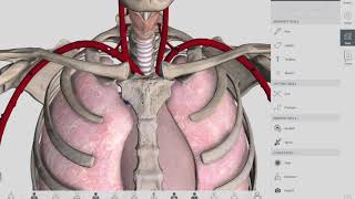 GORD GERD Gastro Oesophageal Reflux Disease  Overview pathophysiology treatment [upl. by Ritter]