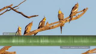 Cockatiel sounds  The calls of wild cockatiels quarrions in the Australian outback [upl. by Gladstone]