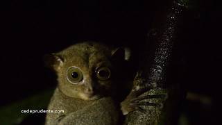 Horsfields tarsier [upl. by Eciryt]