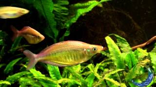 Chilatherina fasciata Pagai Village  Regenbogenfisch [upl. by Eiramannod632]