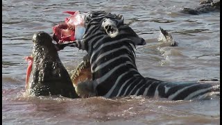 Zebras face ripped off by crocodiles crossing Mara river on Safari in Kenya [upl. by O'Toole362]