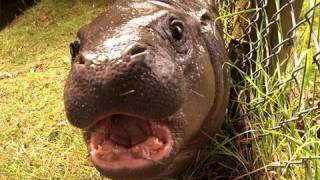 Get up close up to our baby pygmy hippo [upl. by Cavanaugh]