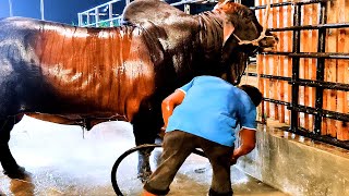 Sahiwal bull from Brownies Ranch getting showered [upl. by Eiramana]