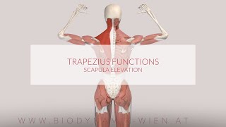 Trapezius Muscle Functions Scapula Elevation 3D Animation [upl. by Naziaf514]