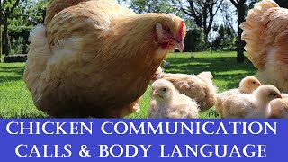 Chicken Communication Calls Body Language amp what they mean [upl. by Ienttirb]