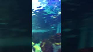 Ripleys Aquarium Toronto [upl. by Nuzzi]