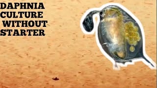 HOW TO CULTURE DAPHNIA NATURALLY WITHOUT A STARTER [upl. by Adiesirb179]