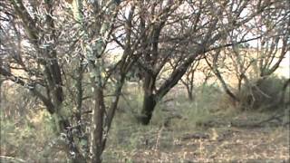 Cape Buffalo attacks Hunting guide South Africa [upl. by Varin]