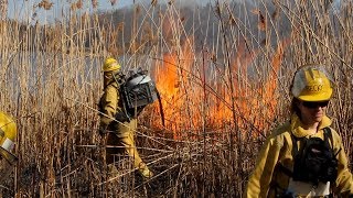 Fighting Phrag with Fire An invasive Phragmites management case study [upl. by Aneeuq421]