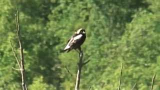 A Bobolink sings out at Forks of the Credit Provincial Park [upl. by Scharff]