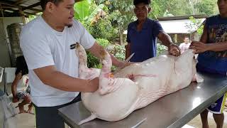 🐖 Pig Butchering 🔪  Philippines 🇵🇭 Video 1 [upl. by Atiuqan743]