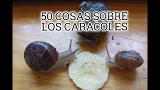 50 COSAS SOBRE LOS CARACOLES [upl. by Inaej202]