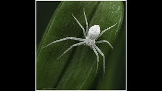 A rare white spider [upl. by Hartill765]