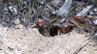 Cicada Killer Wasp Ground Digger Wasp [upl. by Erhart]