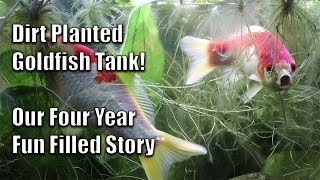 Dirt Planted Goldfish Tank – Our Four Year Story [upl. by Luas]