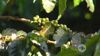 Sistema agroforestal en cultivos de café [upl. by Isia]