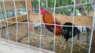 Morning feeding American gamefowl [upl. by Alameda653]