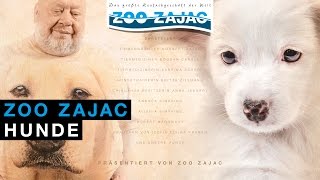 ZOO ZAJAC – HUNDE [upl. by Hussey]