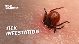 WARNING The Most Horrific Tick Infestations [upl. by Isidore]