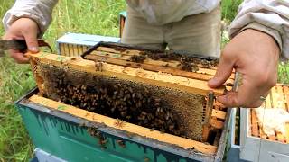 Harvesting 109 POUNDS of RAW HONEY [upl. by Yung507]