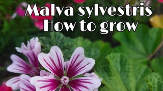 How to grow n care Malva sylvestrisZebrina hollyhock [upl. by Lamphere]