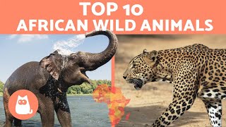 Animals of Africa  10 WILD ANIMALS from the African savanna [upl. by Novrej]