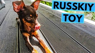 Russkiy Toy  TOP 10 Interesting Facts  Russian Toy [upl. by Warden]