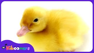 Six Little Ducks Video  The Kiboomers Preschool Songs amp Nursery Rhymes About Animals [upl. by Enidlarej150]