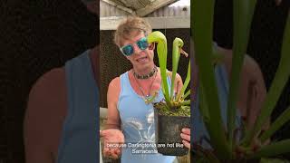 Cobra Plant Darlingtonia Care and Seed Sowing [upl. by Euf]