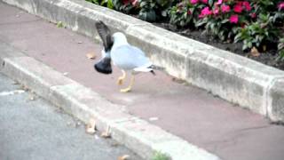 Seagull kills a pigeon [upl. by Stefan]