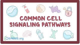 Common cell signaling pathway [upl. by Alix]