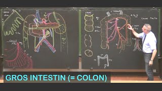 Anatomie du gros intestin colon Abdomen 7 [upl. by Natalie516]