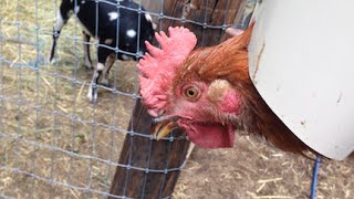 Chicken Butchering Day on the OffGrid Homestead [upl. by Berneta741]