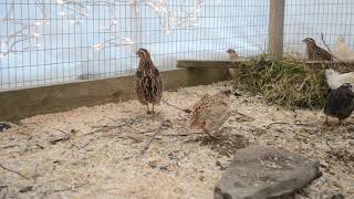 Coturnix Quail  Mating Calls amp Male Sounds [upl. by Onifur357]