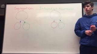 Segregation vs Independent assortment [upl. by Riaj]