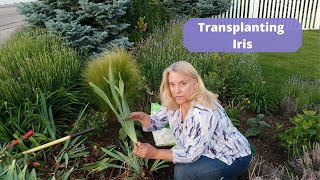 How to Transplant Iris [upl. by Salome]