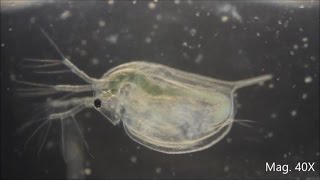 Daphnia magna under the Microscope [upl. by Yoshiko]