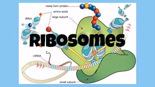 The CellRibosomes [upl. by Eekram]