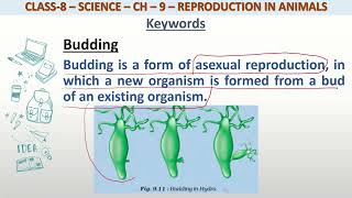 Definition of Budding for class 8 science [upl. by Adlesirg271]