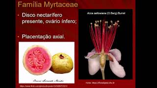 Myrtaceae [upl. by Yleoj100]