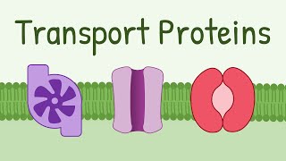 Transport Proteins Pumps Channels Carriers [upl. by Llenhoj]