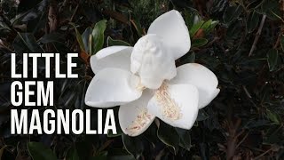 Little Gem Magnolia  Fragrant Evergreen Dwarf Tree [upl. by Ahtekahs]