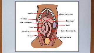 Abdomen del perro  Anatomía veterinaria [upl. by Nujra]