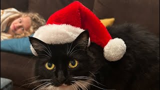 Kitty Plague  Merry Xmas I Don’t Want To Fight Tonight  Ramones Cover [upl. by Anton784]