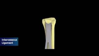 Equine Distal Forelimb Tendons and Ligaments [upl. by Iorio]