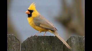 Rare yellow cardinal spotted in Alabama [upl. by Etennaej]