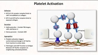 Hemostasis Lesson 2  Platelet Activation and Aggregation [upl. by Arykahs]