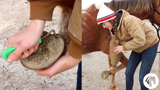 How To Clean A Horses Hooves The Easy Way [upl. by Oyr]